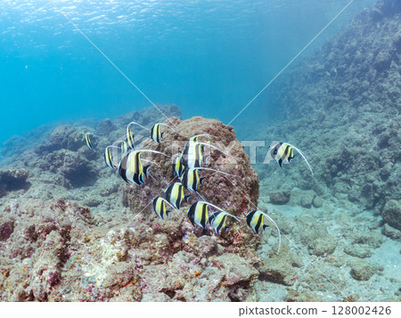 A flock of beautiful Moorish idols (Moorishidae family). Hirizohama Nakagi Minamiizu Town Izu Peninsula Shizuoka Prefecture 2024 128002426