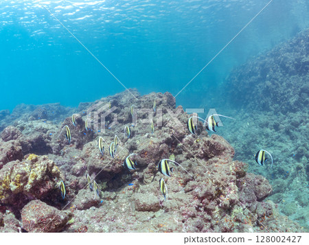 A flock of beautiful Moorish idols (Moorishidae family). Hirizohama Nakagi Minamiizu Town Izu Peninsula Shizuoka Prefecture 2024 128002427