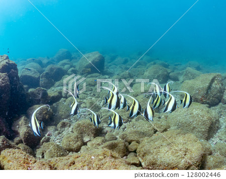 一群美麗的摩爾人偶像（摩爾人科）。 Hirizohama Nakagi 南伊豆鎮 伊豆半島 靜岡縣 2024 128002446