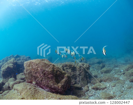 一群美麗的摩爾人偶像（摩爾人科）。 Hirizohama Nakagi 南伊豆鎮 伊豆半島 靜岡縣 2024 128002447