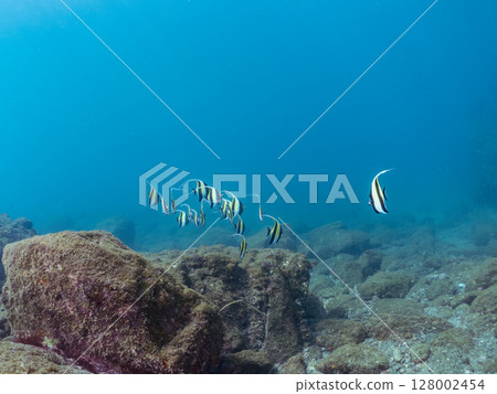 A flock of beautiful Moorish idols (Moorishidae family). Hirizohama Nakagi Minamiizu Town Izu Peninsula Shizuoka Prefecture 2024 A flock of beautiful Moorish idols (Moorishidae family). Hirizohama Nakagi Minamiizu Town Izu Peninsula Shizuoka Prefecture 2024 128002454