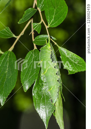 斑點蝴蝶的蛹 128002459