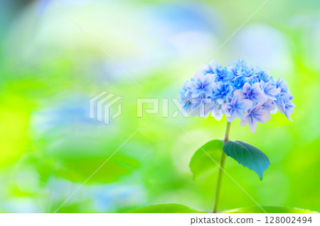 Mishima Skywalk in early summer Mishima Skywalk in early summer 128002494