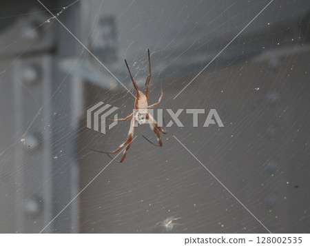 A web on a steel bridge - the silence of a spider on the Burdekin Bridge 128002535