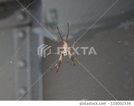Threads Blooming on Steel - A Record of Bridge Webs and Spiders 128002536