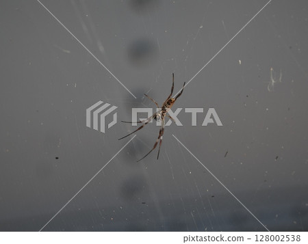 A still life - A thread blooming in the center of a bridge 128002538