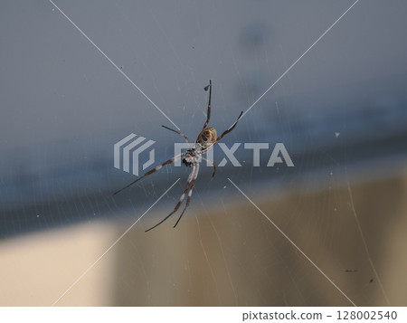 A pattern blooming in the center of the web - A still spider in the bridge space 128002540