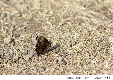 琉璃蛺蝶 琉璃蛺蝶 128002611