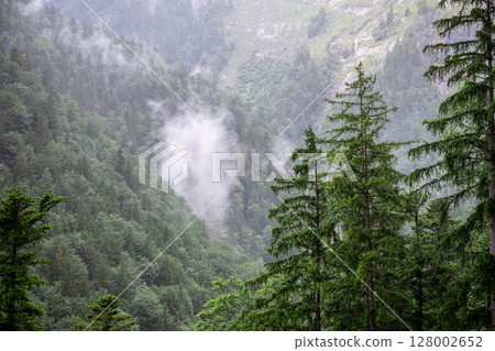 Misty alpine forest and mountain slopes covered in conifers in Austria 128002652