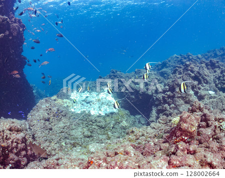 A shoal of horned idols, spotted groupers, red groupers, and pufferfish in a cave. Hirizohama Nakagi Minamiizu Izu Peninsula 2024 A shoal of horned idols, spotted groupers, red groupers, and pufferfish in a cave. Hirizohama Nakagi Minamiizu Izu Peninsula 2024 128002664