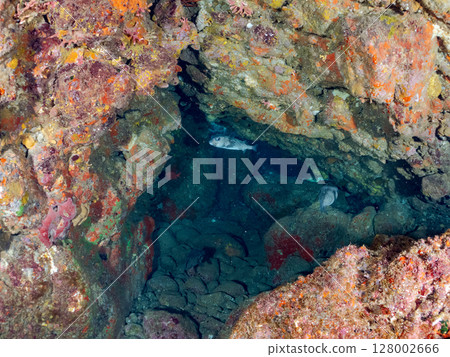 A shoal of horned idols, spotted groupers, red groupers, and pufferfish in a cave. Hirizohama Nakagi Minamiizu Izu Peninsula 2024 A shoal of horned idols, spotted groupers, red groupers, and pufferfish in a cave. Hirizohama Nakagi Minamiizu Izu Peninsula 2024 128002666