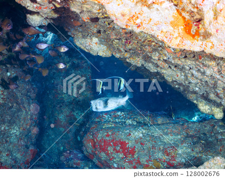 A shoal of horned idols, spotted groupers, red groupers, and pufferfish in a cave. Hirizohama Nakagi Minamiizu Izu Peninsula 2024 128002676