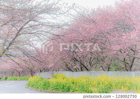 Early cherry blossoms and rape blossoms Early cherry blossoms and rape blossoms 128002730