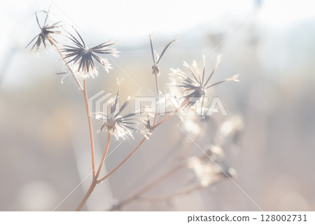 Cotton fluff dancing in the sunlight Cotton fluff dancing in the sunlight 128002731