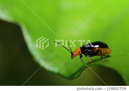 黑葉甲蟲棲息在植物的葉子上 128002739