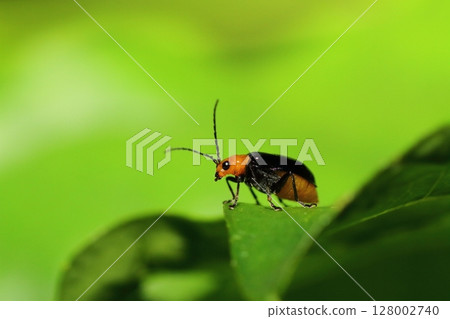 黑葉甲蟲棲息在植物的葉子上 128002740