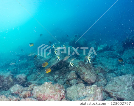 School of Moorish idols, goatfish, butterflyfish and others, Hirizohama, Nakagi, Minamiizu Town, Izu Peninsula, Shizuoka Prefecture, 2024 School of Moorish idols, goatfish, butterflyfish and others, Hirizohama, Nakagi, Minamiizu Town, Izu Peninsula, Shizuoka Prefecture, 2024 128002797
