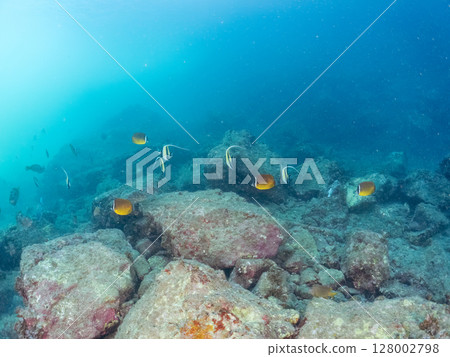 School of Moorish idols, goatfish, butterflyfish and others, Hirizohama, Nakagi, Minamiizu Town, Izu Peninsula, Shizuoka Prefecture, 2024 School of Moorish idols, goatfish, butterflyfish and others, Hirizohama, Nakagi, Minamiizu Town, Izu Peninsula, Shizuoka Prefecture, 2024 128002798