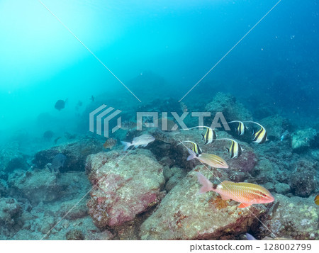 School of Moorish idols, goatfish, butterflyfish and others, Hirizohama, Nakagi, Minamiizu Town, Izu Peninsula, Shizuoka Prefecture, 2024 128002799