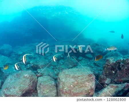 School of Moorish idols, goatfish, butterflyfish and others, Hirizohama, Nakagi, Minamiizu Town, Izu Peninsula, Shizuoka Prefecture, 2024 School of Moorish idols, goatfish, butterflyfish and others, Hirizohama, Nakagi, Minamiizu Town, Izu Peninsula, Shizuoka Prefecture, 2024 128002800