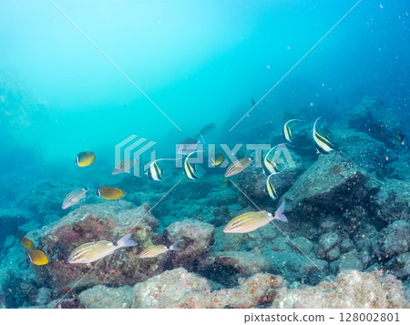 School of Moorish idols, goatfish, butterflyfish and others, Hirizohama, Nakagi, Minamiizu Town, Izu Peninsula, Shizuoka Prefecture, 2024 School of Moorish idols, goatfish, butterflyfish and others, Hirizohama, Nakagi, Minamiizu Town, Izu Peninsula, Shizuoka Prefecture, 2024 128002801