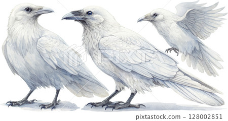 Three White Ravens Watercolor Three White Ravens Watercolor 128002851