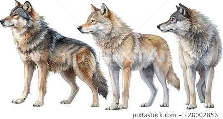 Three Wolves Watercolor Painting 128002856
