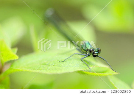 Damselfly 128002890