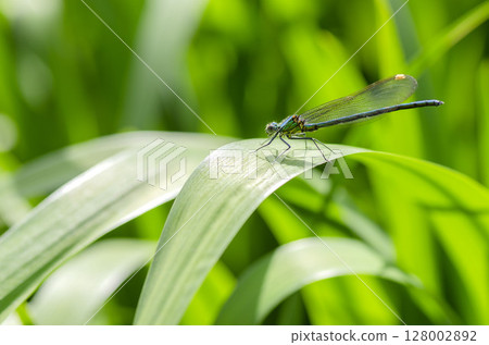 Damselfly Damselfly 128002892