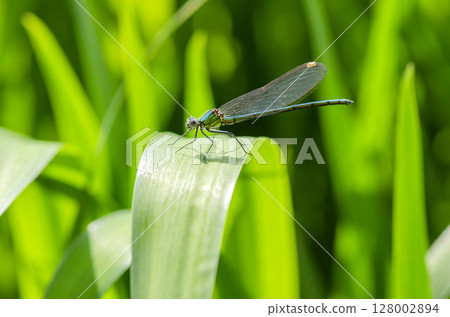 Damselfly 128002894