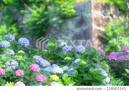 Odawara Castle in early summer Odawara Castle in early summer 128003141
