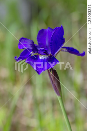 Iris 128003221