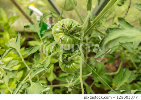 branch with green tomatoes in the garden 128003377