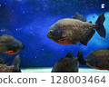 Close-Up of Piranhas Swimming in a Fish Tank 128003464