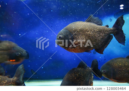 Close-Up of Piranhas Swimming in a Fish Tank 128003464