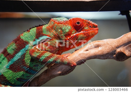 Close-Up of Colorful Panther Chameleon Displaying Red and Green Camouflage on a Branch Close-Up of Colorful Panther Chameleon Displaying Red and Green Camouflage on a Branch 128003466
