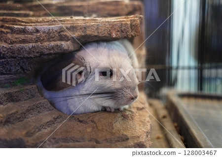 Close-Up of Chinchilla Peeking Out from a Rock Shelter Close-Up of Chinchilla Peeking Out from a Rock Shelter 128003467