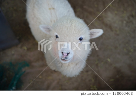 Close-Up of White Baby Alpaca Looking Up at a Farm 128003468