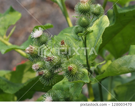 Close-up of thorny burdock flower (white and green burdock) Close-up of thorny burdock flower (white and green burdock) 128003470