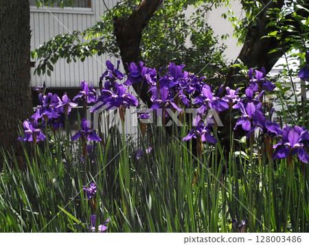 Iris in Mizudoricho Park in the sunlight (purple iris flowers in full bloom) 128003486