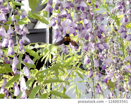 Wisteria in full bloom and a bumblebee (Wisteria and a bumblebee in the sunlight filtering through the leaves) 128003501
