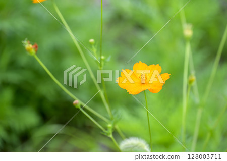 Cosmos Orange Summer Flower July Material 128003711