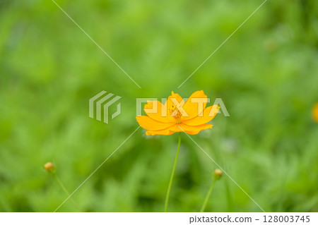 波斯菊 橙色 夏季花卉 七月 材料 波斯菊 橙色 夏季花卉 七月 材料 128003745