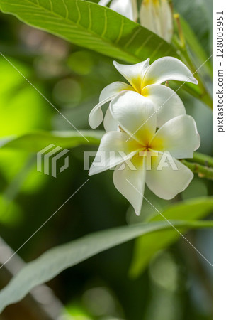 雞蛋花 雞蛋花 128003951