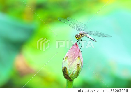 A dragonfly resting on a lotus bud A dragonfly resting on a lotus bud 128003996