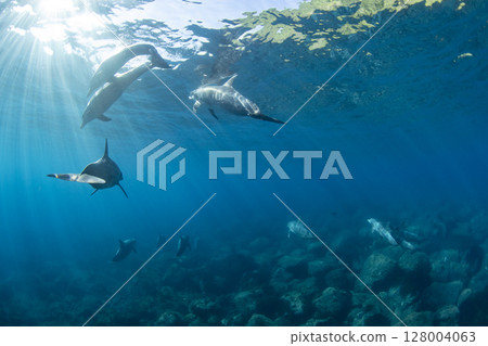 一群野生寬吻海豚在水中游泳 一群野生寬吻海豚在水中游泳 128004063