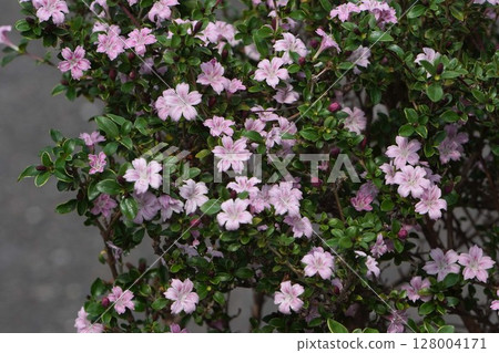 2025年5月的日本木瓜花 128004171