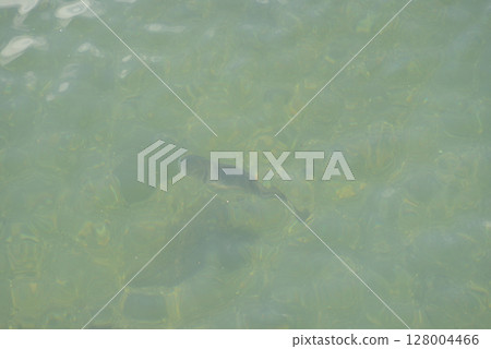 fish fish 128004466