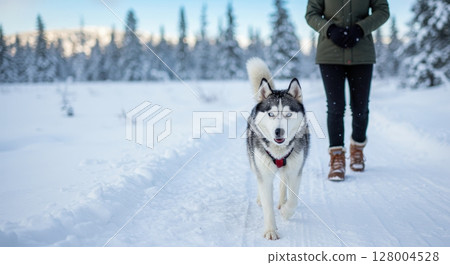 Happy husky dog with blue eyes walking on a snowy path with a person in winter 128004528