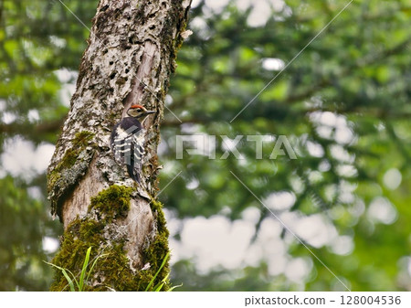 Red-bellied Woodpecker at the Foot of the Mountains 128004536